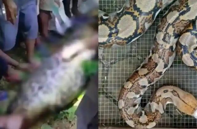 Tai Nạn Thương Tâm Tại Indonesia: Người Đàn Ông Bị Trăn Gấm Nuốt Chửng Khi Trở Về Nhà