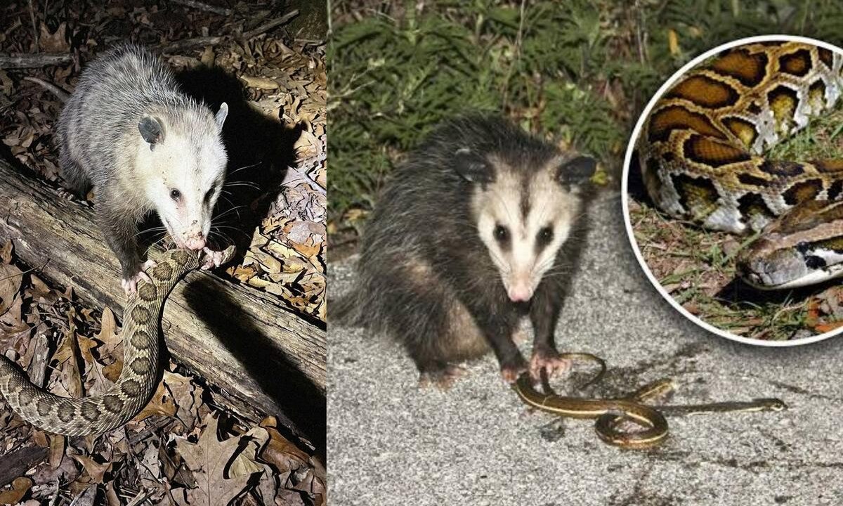 Khám Phá Khả Năng Đặc Biệt Của Opossum Trước Nguy Cơ Tử Vong