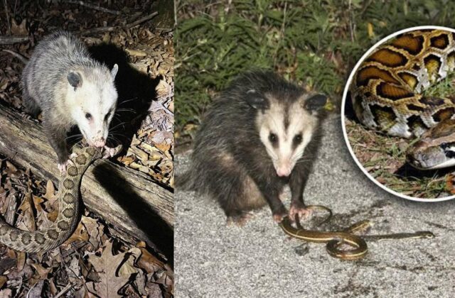 Khám Phá Khả Năng Đặc Biệt Của Opossum Trước Nguy Cơ Tử Vong