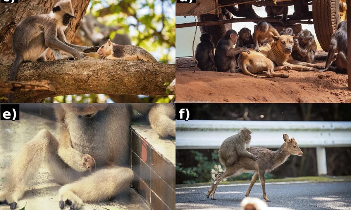 Khám Phá Hiện Tượng Khỉ Tương Tác Với Hươu: Một Góc Nhìn Mới Về Tình Bạn Giữa Các Loài