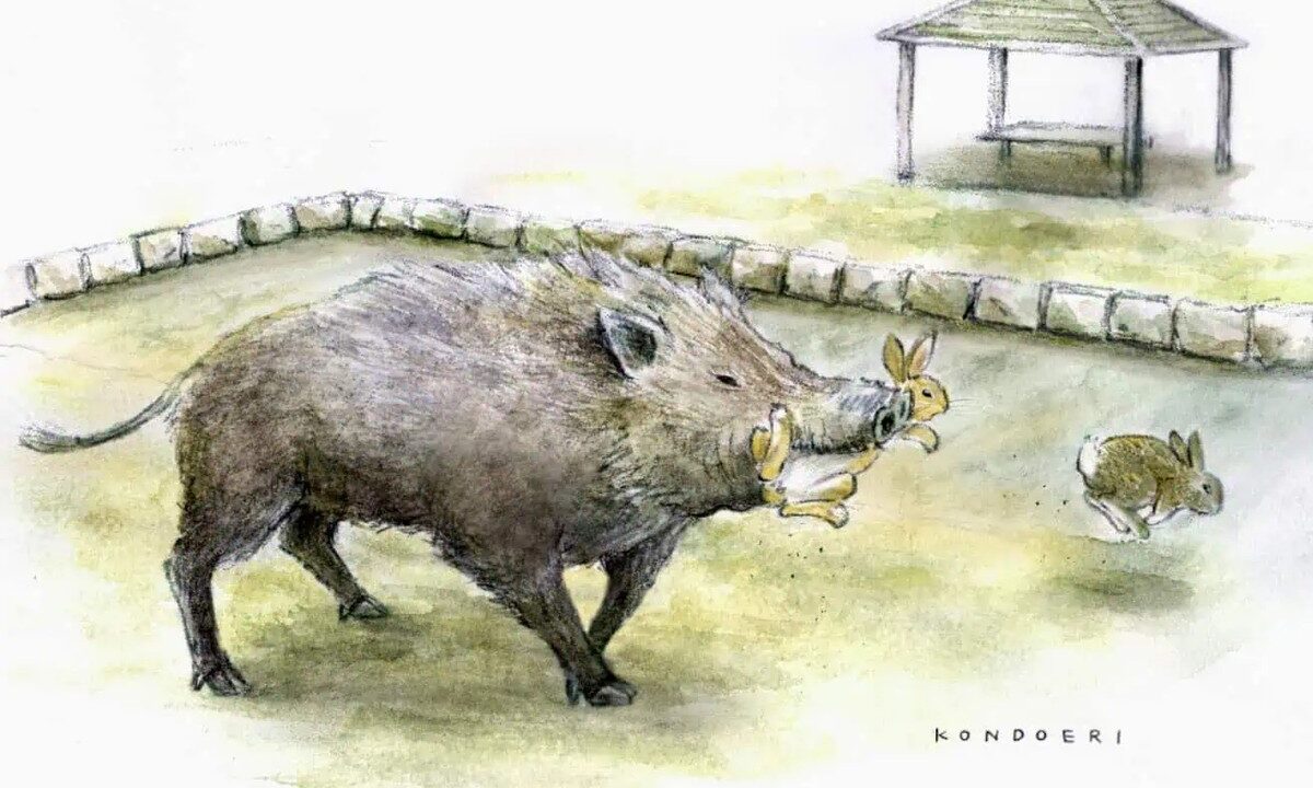 Khám Phá Hành Vi Đột Phá Của Lợn Rừng Trên Đảo Thỏ Nhật Bản