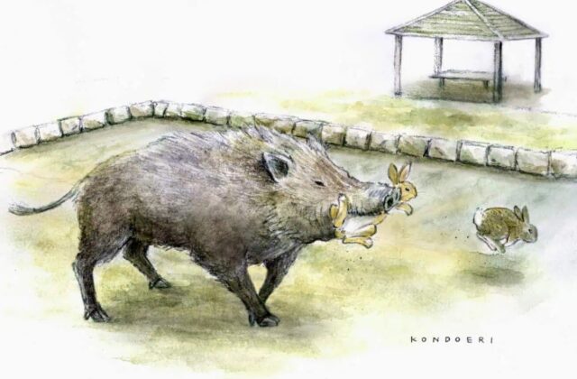 Khám Phá Hành Vi Đột Phá Của Lợn Rừng Trên Đảo Thỏ Nhật Bản