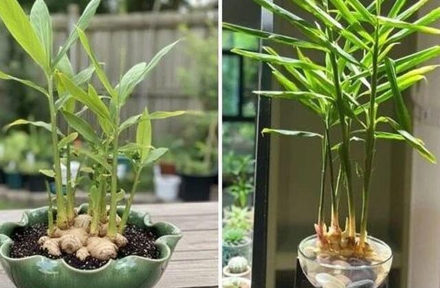 5 Lợi Ích Khi Trồng Chậu Gừng Trong Gia Đình Bạn