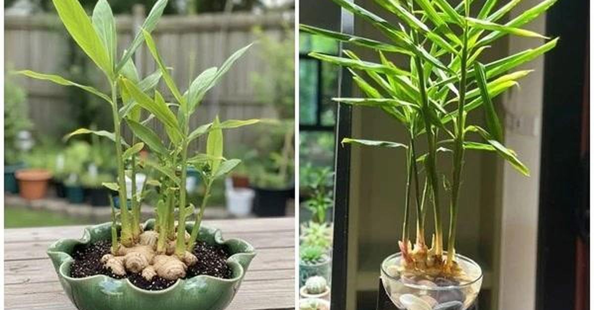 5 Lợi Ích Khi Trồng Chậu Gừng Trong Gia Đình Bạn