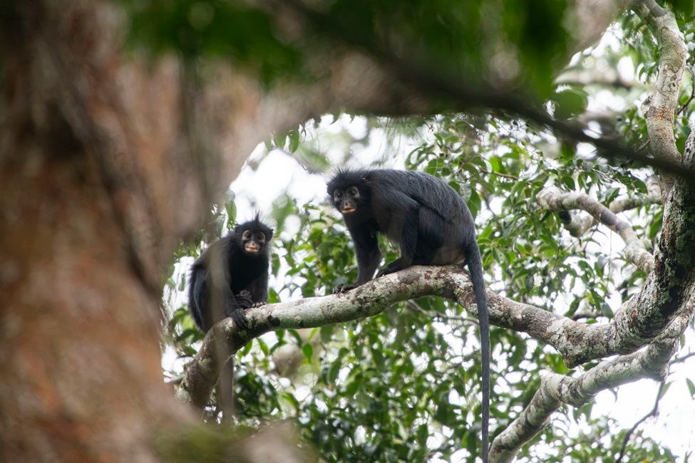 monkey-main-newsdesk-1784693749942-17846937501522062604714