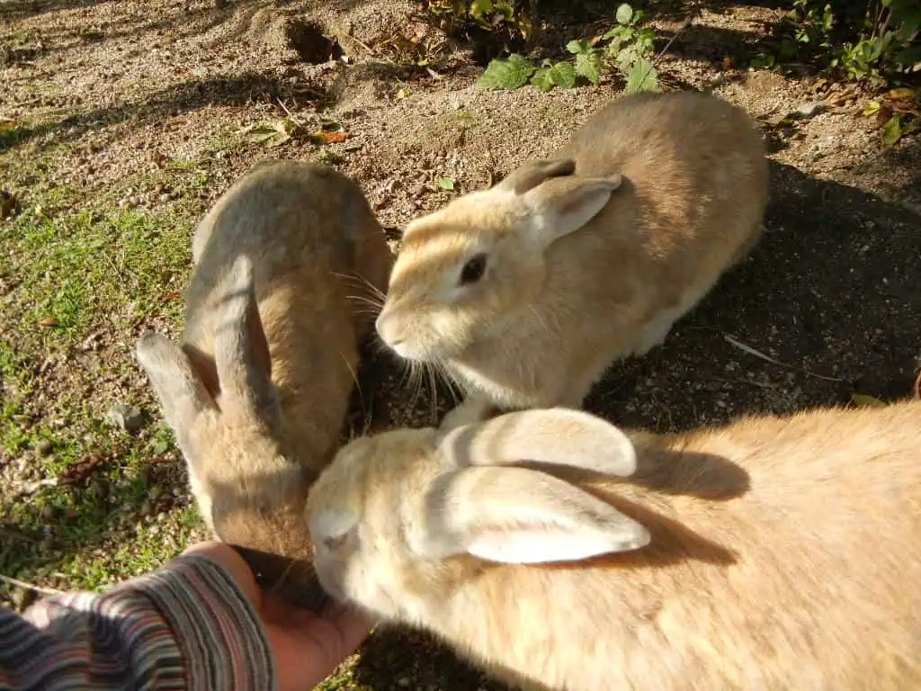 okunoshima-rabbit-1786844270274-17868442704402048032890