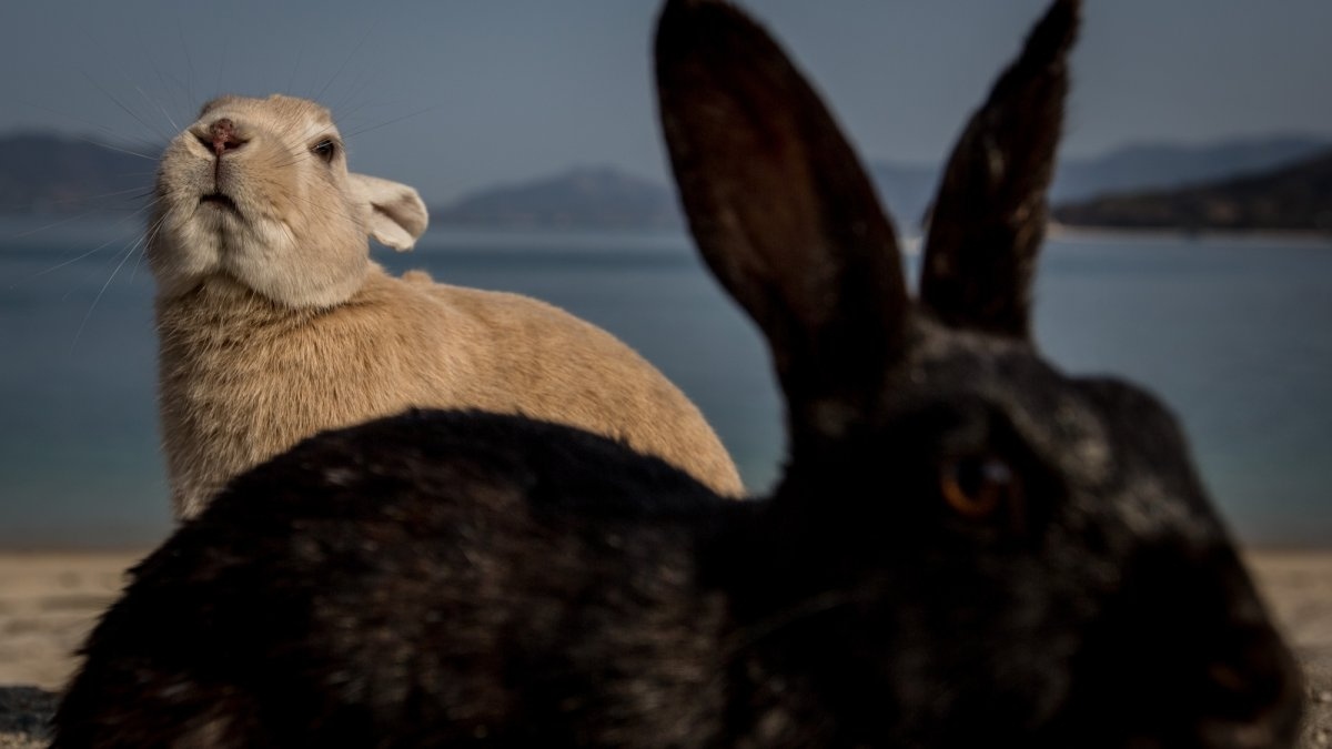 okunoshima-rabbit-1786844271834-17868442720311809027975-1